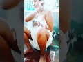 Hot Bhabi Bath Girl Hot Viral Boudilovers Boudihot Girl Bath Trending Like