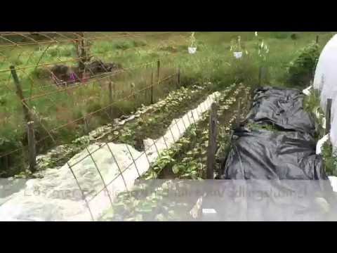 Odlingstunnlar i Sundhult