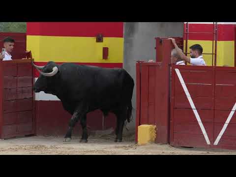 Previa de la primera corrida de la segunda fase de la Copa Chenel (Daganzo)