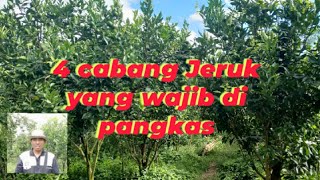 Download lagu How to prune oranges so they bear fruit quickly and avoid pests and diseases. mp3