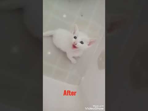 Bongbong na kuting, before and after.