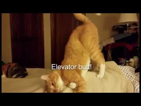 Elevator Butt! (Ambrose the cat)