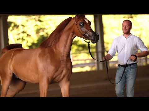 SABHA MUDHAR - (Rhan Al Shahania x Siena El Barzan), Sheikh Hamad Ali Al Thani