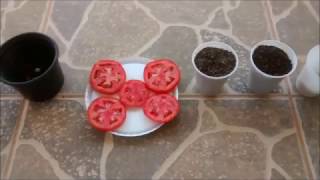 Plantando tomates em casa!