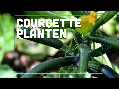 , title : 'Courgettes planten! - Maxim's Moestuin #8'