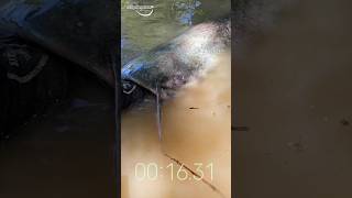 Download lagu BEGINILAH PENAMPAKAN MONSTER SUNGAI #fishing #spotrawarawa #carpfishing #fish mp3 Download lagu BEGINILAH PENAMPAKAN MONSTER SUNGAI #fishing #spotrawarawa #carpfishing #fish mp3