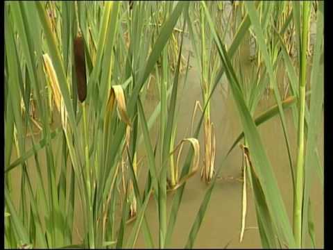 Designs That Hold Water: Sustainable drainage systems (SUDS) explained - pt2