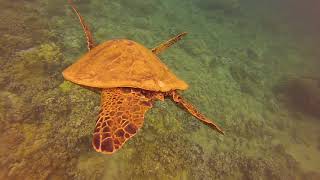 Maui Sea Turtle