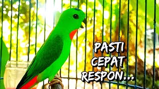 Download lagu Serindit Mana Yang Tidak EMOSI Sekali Dengar Suara Serindit Pikat Memanggil GACOR mp3