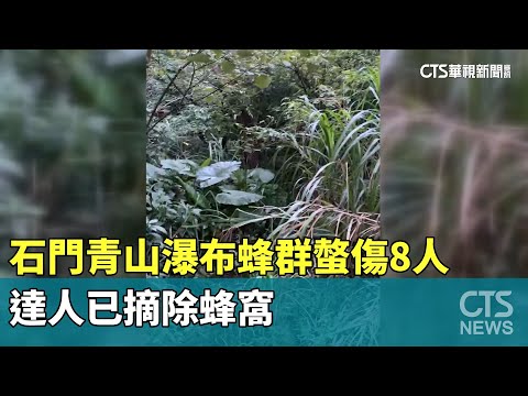 石門青山瀑布蜂群螫傷8人　達人已摘除蜂窩