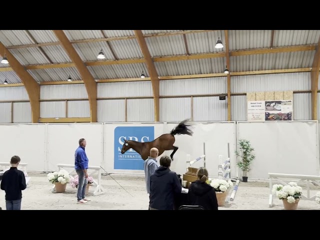 Beau 3 ans ! Qody St Aubert x Contact Van de Heffinck