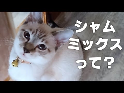 猫のアイコン