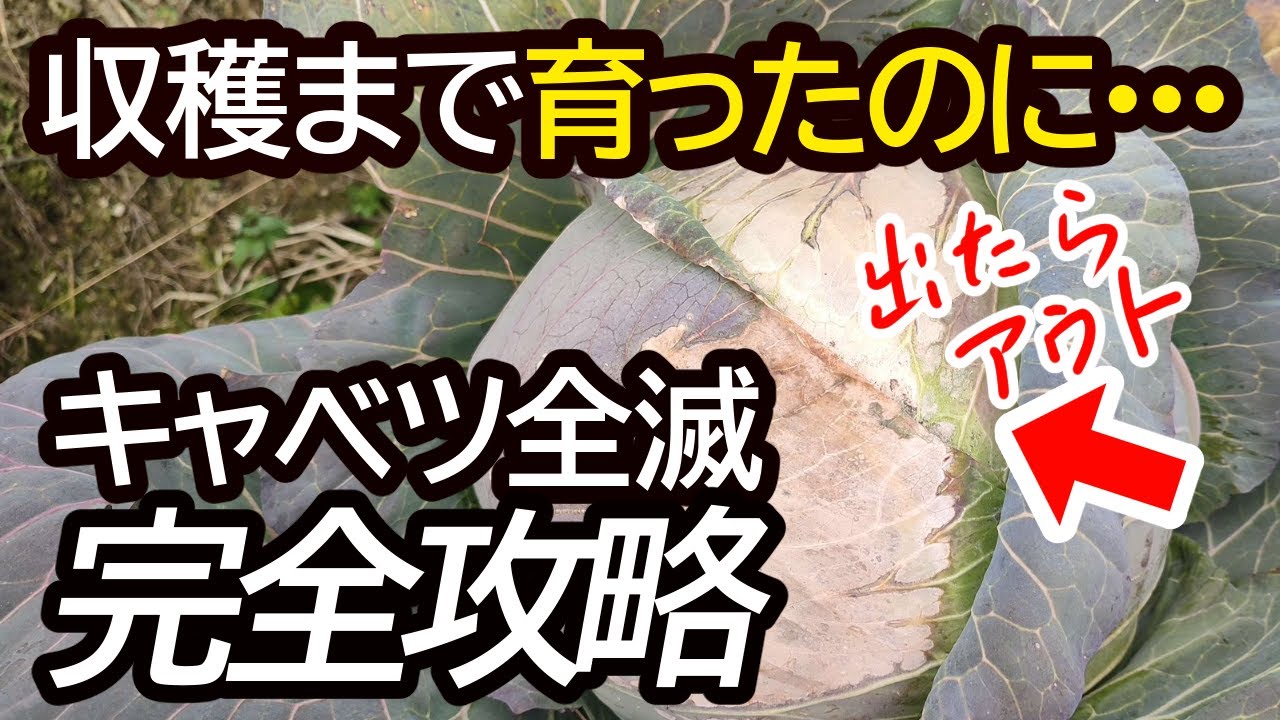 今年もヤバい】2つの病気を知らないとキャベツ栽培で全滅して来年も大被害でます。キャベツ農家が絶対やる病気対策を解説