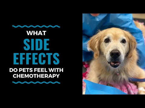 化療會給寵物帶來哪些副作用？VLOG 93 (What Side Effects Do Pets Feel with Chemotherapy: VLOG 93)