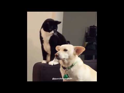 โ๐ค๐ช๐๐๐ ๐ฅ๐๐ ๐๐๐ฅ ๐๐ ๐๐ฅ๐๐๐ก๐๐๐ฅ๐๐ค ๐๐๐๐๐๐๐ ๐๐ ๐ - Ren's "ษช แดกแด๊ฑ ษดษชแดแด แดแดแด
แดส โป" monologue ๐ฒ | purchmymerch ๐
ผ๐
ด๐
ผ๐
ด