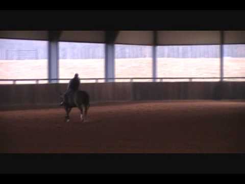 Jacs Electric Spark x West Coast Chic gelding