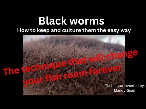 BLACKWORMS!!! The easy way to breed them￼￼ using the BREEDER BOX method￼ #BlackwormBreederBox