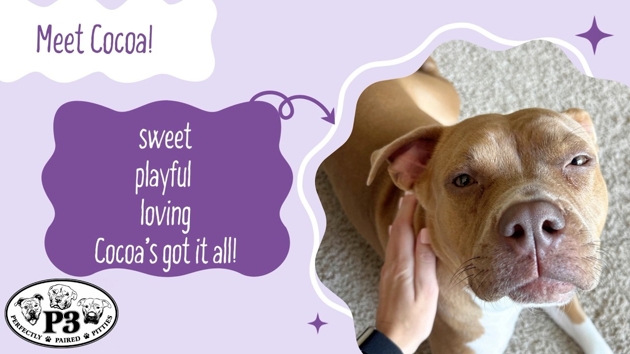 Enlarge Cocoa, a Adoptable Pit Bull Terrier in Washington, DC video 2/6