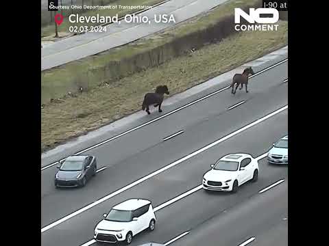 Video Thumbnail: Escaped horses seen running on Ohio highway