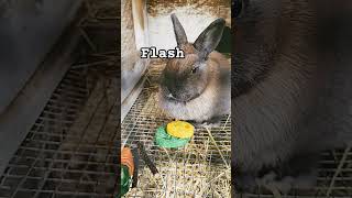 flash  #animals #pets #rabbits #videos #youtubeshorts #animalcare #bunnies