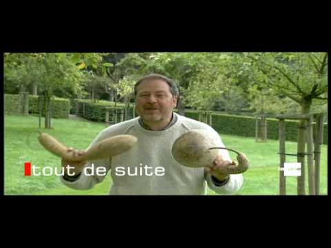 Prout n°20 Le cucurbitacée