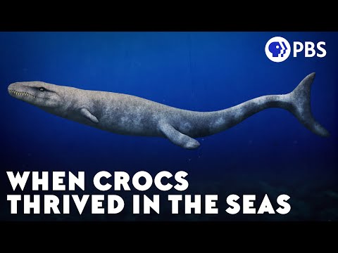 When Crocs Thrived in the Seas