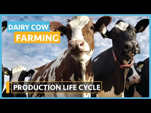 Dairy Cow Farming Lesson 1 Introduction to Dairy Farming Course