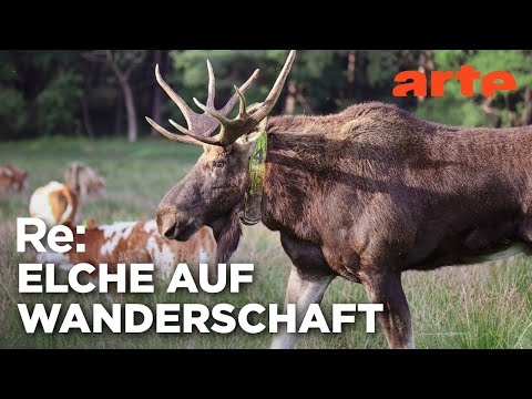 Elchalarm, die Waldriesen sind zurück | ARTE Re: