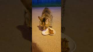 Warren made it for dinner :) #stray #straycat #cutecat #tabbycat #catshorts #catvideos #cat #cats