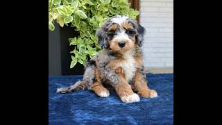 Video preview image #1 Bernedoodle (Miniature) Puppy For Sale in NARVON, PA, USA