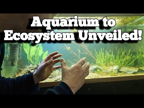 Decoding the Walstad Method:An Aquarium's Journey to an Ecosystem.