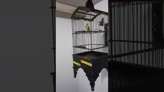 Download lagu Pleci Dakbal full nembak cocok buat masteran pleci bahan mp3