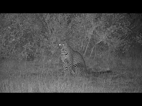 Djuma: Hosana leopard watches as two Nkuhuma and one Mhangeni lion approach - 00:35 - 06/18/19