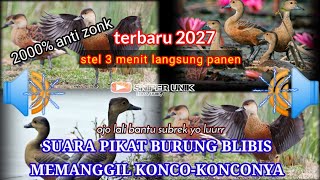 Download lagu SUARA BURUNG BELIBIS|MEMANGGIL KONCO-KONCONYA 2000% TERUJI AMPUH LANGSUNG PANEN mp3