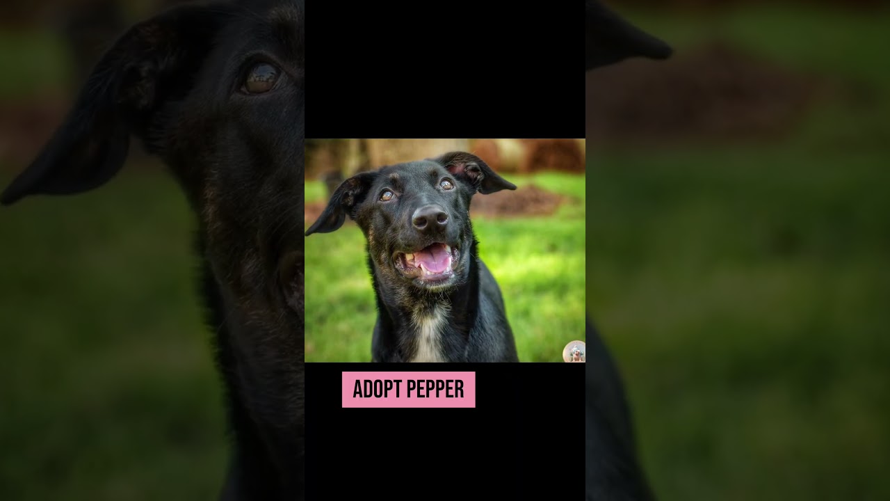 Enlarge Pepper, a Adopted mixed breed in Milton, FL video 6/6