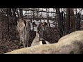 Grevy S Zebras At Detroit Zoo 2 28 21