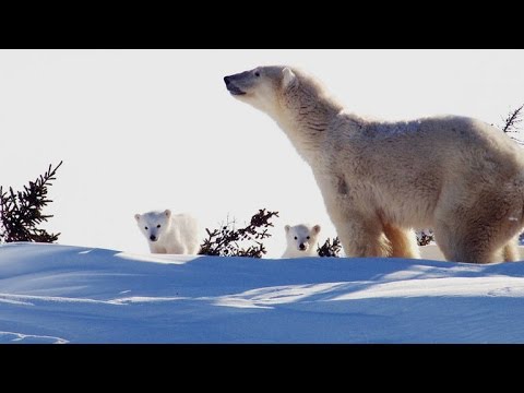 Polar Bear Cubs Stretch Their Legs And See The World For The First Time