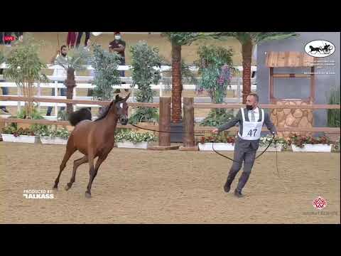 Gold Champion - Junior Fillies Championship - ALALIYA AL SRAIYA