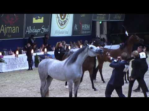 Memories of Aachen 2018 - All Nations Cup - Part 5 - Gelding Championship