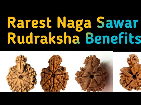 Naga Sawar Rudraksha Benefits | naga rudraksha | one muki sawar |