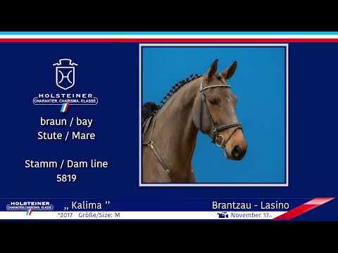 4. Holsteiner Winter-Chance 2022 | Nr. 03 v. Brantzau - Lasino