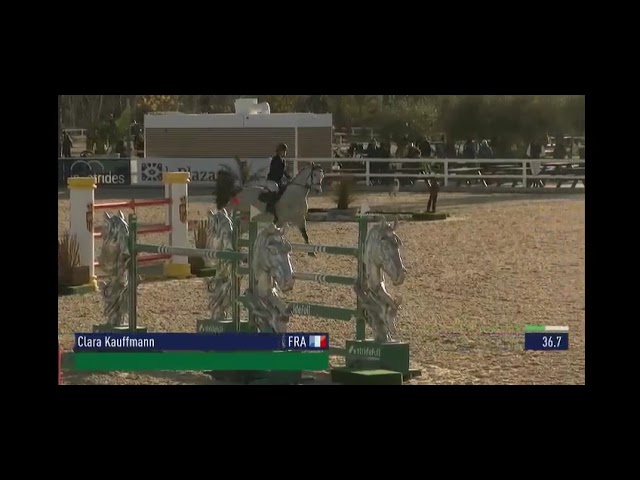 Entire Selle Fran&ccedil;ais For sale 2017 Grey