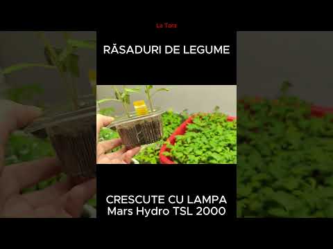, title : 'Răsaduri  #latara #gradina #gradinarit #rasaduri #rosii #tomate #seminte #solutii #lampa #plante'