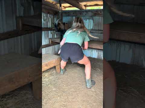 She’s a the real GOAT. #goat #goats #farmlife #teamwork #country