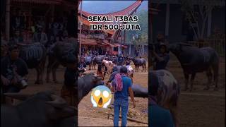 Download lagu NGERI😱‼️cara s3mbeli kerbau tradisi Toraja/Ma' tinggoro tedong #buffalovideo mp3