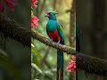 Which Clip You Liked The Most Nature Wildlife Nikon Aparupadeyphotography Z9 Birdphotography