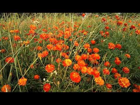 Tirath flower Rewa 9993901158