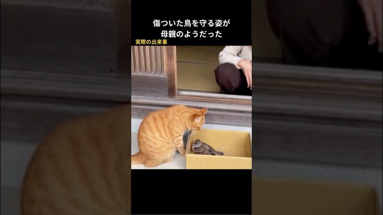 傷ついた鳥を守る姿が母親のようだった #保護猫 #猫動画 #猫 #感動