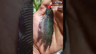Download lagu ikan cupang alam asli indonesia#shorts #viral mp3