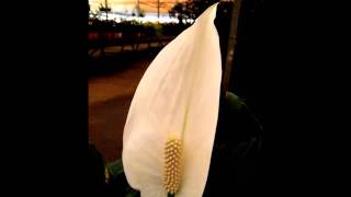 Dalva de Oliveira - BANDEIRA BRANCA - marcha-rancho de Max Nunes e Laércio Alves - carnaval de 1970